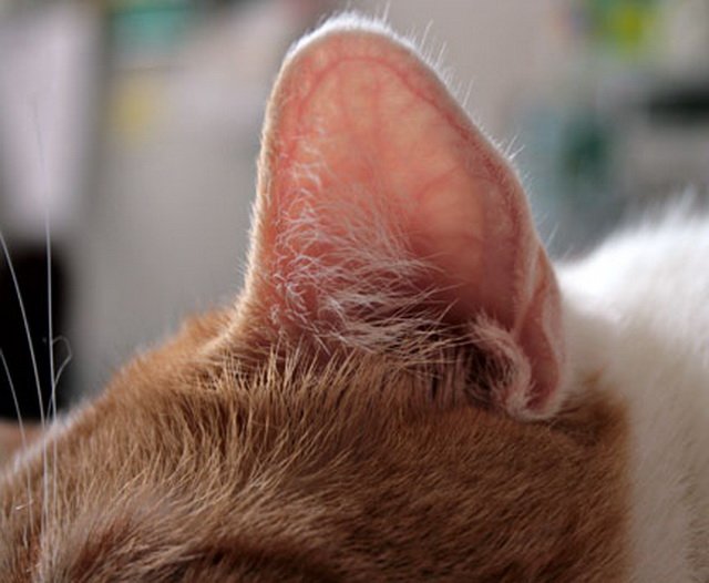 Гематома на ухе у кота (отогематома у кошек)